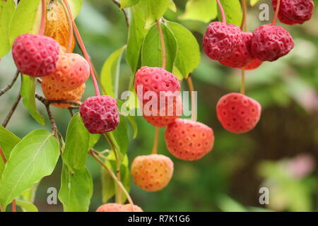 Cornus 'Norman Hadden'. Erdbeere wie Früchte von Norman Hadden Hartriegel Baum im Herbst, Oktober, Großbritannien Stockfoto