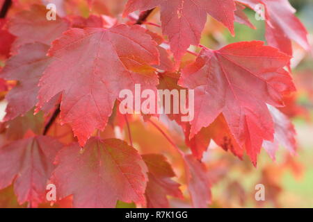 Acer rubrum 'Brandywine'. Brandywine Red Maple Baumstruktur, die Farben des Herbstes, Großbritannien. Stockfoto