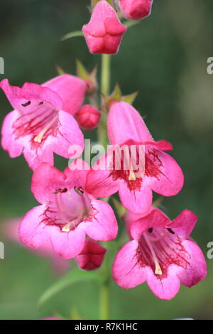 Penstemon Pensham" Jayne', blüht der Penstemon Pensham Serie "Nur Jayne" in einem herbstlichen Garten. Oktober, Großbritannien Stockfoto