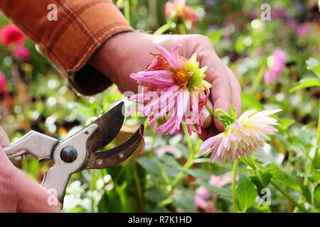 Gärtner kupplungsdrucköl Dahlien mit gartenschere in einem herbstlichen Garten Grenze, Großbritannien Stockfoto