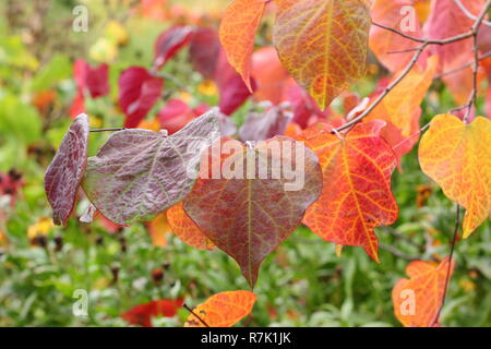 Cercis canadensis. Forest pansy Baum, auch als amerikanische Redbud, Anzeige der Blätter im Herbst in einem Englischen Garten, Großbritannien Stockfoto