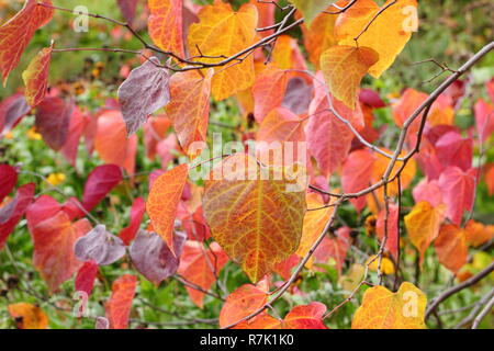 Cercis canadensis. Forest pansy Baum, auch als amerikanische Redbud, Anzeige der Blätter im Herbst in einem Englischen Garten, Großbritannien Stockfoto