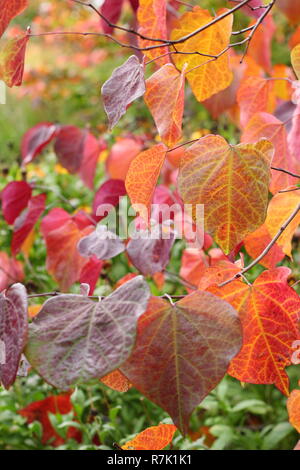 Cercis canadensis. Forest pansy Baum, auch als amerikanische Redbud, Anzeige der Blätter im Herbst in einem Englischen Garten, Großbritannien Stockfoto