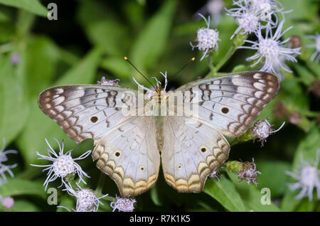 Weißer Pfau, Anartia jatrophae, auf Nebel Blume, Conoclinium sp. Stockfoto