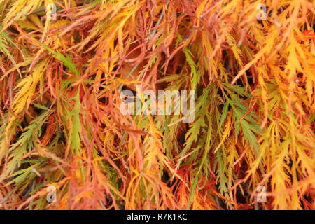 Acer palmatum 'Dissectum Atropurpureum' Roter Ribbonleaf japanischen Ahorn im Herbst, UK Garten Stockfoto