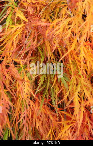 Acer palmatum 'Dissectum Atropurpureum' Roter Ribbonleaf japanischen Ahorn im Herbst, UK Garten Stockfoto