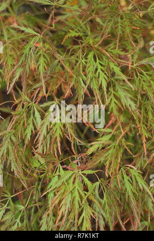 Acer palmatum 'Dissectum Atropurpureum' Roter Ribbonleaf japanischen Ahorn im Herbst, UK Garten Stockfoto