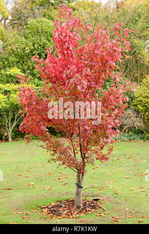Acer rubrum 'Brandywine'. Brandywine Red Maple Baumstruktur, die Farben des Herbstes, Großbritannien. Stockfoto