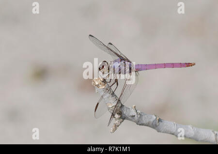 Rosigen Skimmer, Orthemis Ferruginea, Männlich Stockfoto