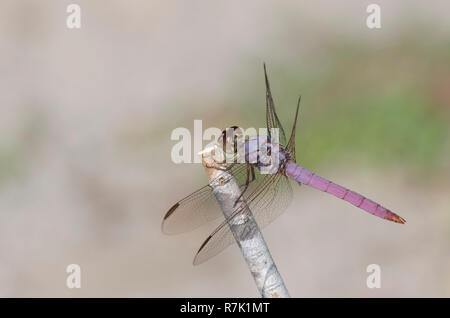 Rosigen Skimmer, Orthemis Ferruginea, Männlich Stockfoto