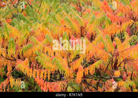 Rhus typhina. In Hirschhorn sumach, einem großen, wuchernde Pflanze, mit lebhaften Farben des Herbstes in einem Englischen Garten, Oktober, Großbritannien Stockfoto