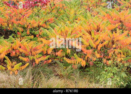 Rhus typhina. In Hirschhorn sumach, einem großen, wuchernde Pflanze, mit lebhaften Farben des Herbstes in einem Englischen Garten, Oktober, Großbritannien Stockfoto