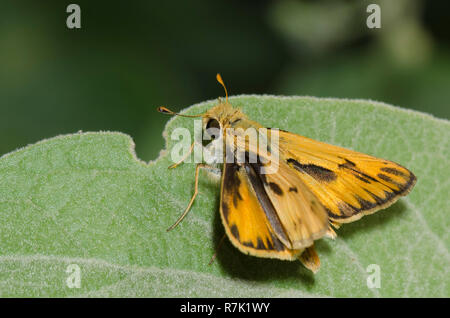 Fiery Skipper, Hylephila phyleus, männlich Stockfoto