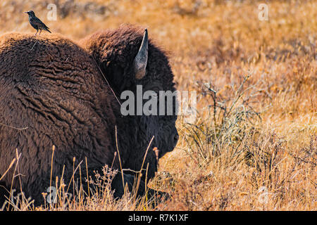 Ein Vogel thront auf einem Amerikanischen Bisons in der Bürste im Yellowstone National Park in Wyoming, USA verlegen Stockfoto
