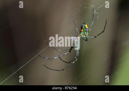 Orchard Orbweaver, Leucauge venusta Stockfoto