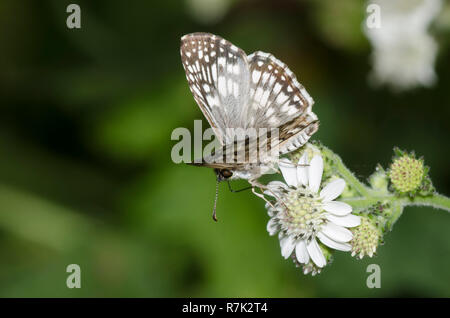 Tropical Checkered-Skipper, Burnsius oileus, männlicher Nektaring aus Texas Crownbard, Verbesina microptera Stockfoto