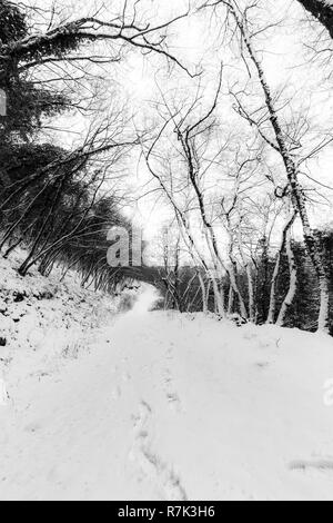 Ein Pfad in der Mitte des Holzes von Schnee bedeckt, mit Spuren im Vordergrund. Stockfoto