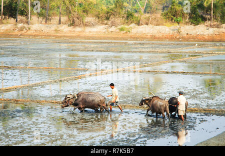 Maharashtra, Indien - Februar 09, 2016: Bauer ist das Pflügen ein Reisfeld mit Ochsen Stockfoto