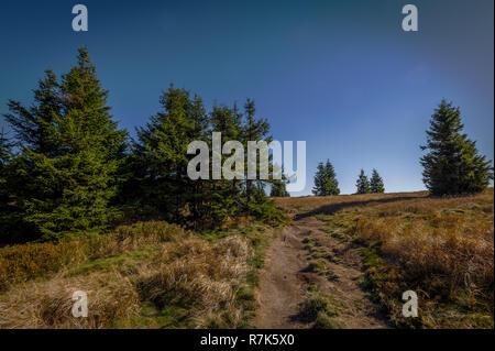 Herbst Gras auf der Wiese in der Nähe von Dlouhe Strane, Gesenke, Tschechische Republik Stockfoto