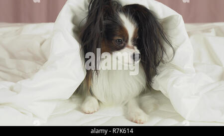 Schöner Hund Papillon liegt unter Decke auf dem Bett und schaut sich um Stockfoto