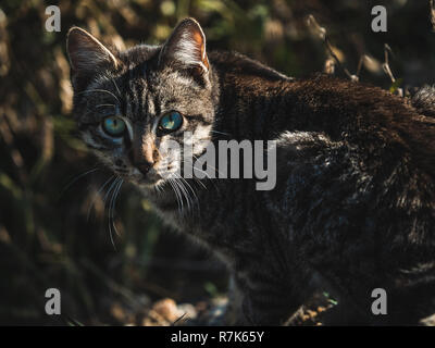 Katze mit blauen Augen Stockfoto