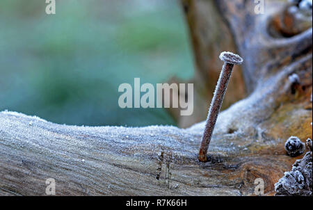 Rostiger Nagel, der im Holz auf dem kalten und gefrorenen Wetter festgeklebt ist Stockfoto