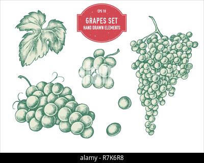 Vektor Sammlung von Hand gezeichneten Pastell Trauben Stock Vektor