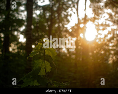 Das Sonnenlicht auf die Blätter der Nussbaum im Sommer, Moskau Stockfoto