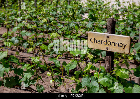 CHARDONNAY Wein im Weinberg. Weinberg landcape Stockfoto