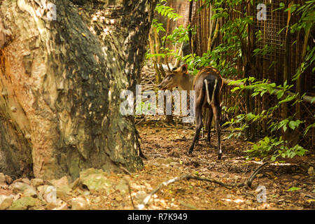 Die Fea Muntjac (Tenasserim muntjac) ist tagaktiv und einsame, bewohnen die Hochlagen der immergrüne Strauch, gemischter Wald mit Diät von Gräsern, niedrig wachsende Blätter, Stockfoto