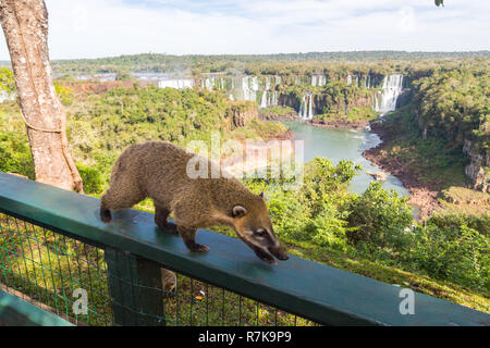 Wild Nasenbär (NASUA) posiert auf der brasilianischen Seite der Iguazu Falls National Park. Argentinische Seite der Iguazu Wasserfälle im Hintergrund, Winter, bewölkter Himmel Stockfoto