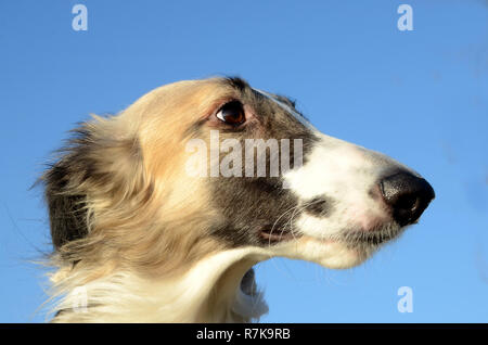 Fawn schwarz maskierten Barsoi Gesicht in der Seitenansicht. Stockfoto