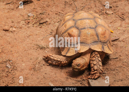 Afrikanische sulcata angespornt Schildkröte (Kriechfunktion) bewohnt der südliche Rand der Sahara in Afrika. Als Haustier, sie erfordern große Einhausungen, beddi Stockfoto