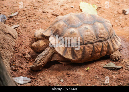 Afrikanische sulcata angespornt Schildkröte (Kriechfunktion) bewohnt der südliche Rand der Sahara in Afrika. Als Haustier, sie erfordern große Einhausungen, beddi Stockfoto