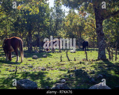 Pferd weiden in ruhiger Lage auf dem Land Stockfoto