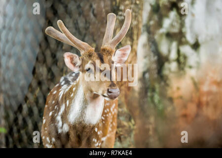 Tier: Chital (Cheetal, Spotted Deer, Axis deer) ist eine Pflanzenart aus der Gattung der Hirsche native zum Indischen Subkontinent. Die Geweihe sind nur auf Männer. Dorsale Teile Stockfoto