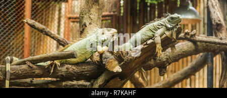 Grüner Leguan (Iguana iguana), auch bekannt als amerikanische Leguan, ist ein großer, kletternde, Eidechse. In Gefangenschaft als Haustier aufgrund seiner ruhigen Disposition eine gefunden Stockfoto