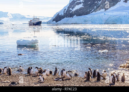 Touristischen Kreuzfahrtschiff in der Antarktis Lagune zwischen Eisbergen und Gentoo Pinguin Kolonie am Ufer des Necho bucht, Antarktis Stockfoto