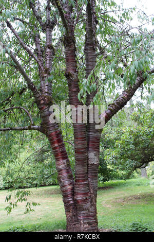 Eine tibetische Kirschbaum am Washington Park Arboretum in Seattle, Washington, wachsende Stockfoto