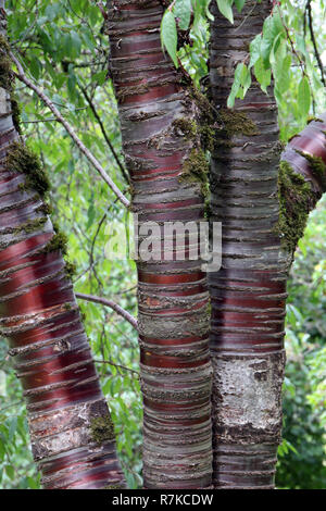 Nahaufnahme eines Tibetischen Kirschbaum wächst Washington Park Arboretum in Seattle, Washington Stockfoto