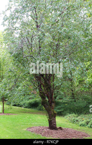 Eine tibetische Kirschbaum am Washington Park Arboretum in Seattle, Washington, wachsende Stockfoto