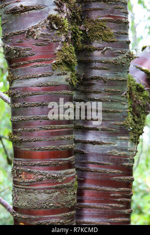 Nahaufnahme eines Tibetischen Kirschbaum wächst Washington Park Arboretum in Seattle, Washington Stockfoto