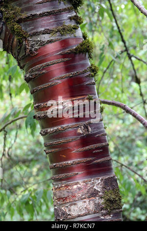 Nahaufnahme eines Tibetischen Kirschbaum wächst Washington Park Arboretum in Seattle, Washington Stockfoto