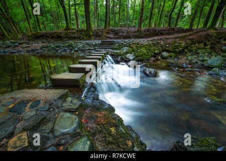 Dirt Road in der Tollymore Forest Park Stockfoto