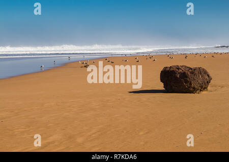 Goldenen Sandstrand mit Felsen. Viele Möwen am Strand. Wilde Wasser des Atlantischen Ozeans mit Wellen. Strahlend blauer Himmel. Horizont im Hintergrund. Werden Stockfoto