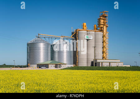 Ein G3 Kanada inland Grain Handling Service mit einem blühenden gelben Rapsfeld in der Nähe von Glenlea, Manitoba, Kanada. Stockfoto