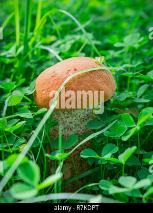 Zwei kleine Steinpilze im Wald, essbare Pilze Steinpilze. Zwei Pilze im Gras Stockfoto