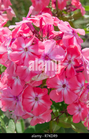 Phlox paniculata, Herbst Phlox, mehrjährig phlox Phlox. Makroaufnahme einer Blume. Stockfoto