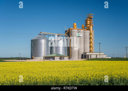 Ein G3 Kanada inland Grain Handling Service mit einem blühenden gelben Rapsfeld in der Nähe von Glenlea, Manitoba, Kanada. Stockfoto