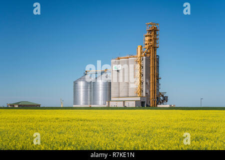 Ein G3 Kanada inland Grain Handling Service mit einem blühenden gelben Rapsfeld in der Nähe von Glenlea, Manitoba, Kanada. Stockfoto